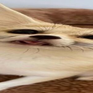 Meet your Posher, Isha